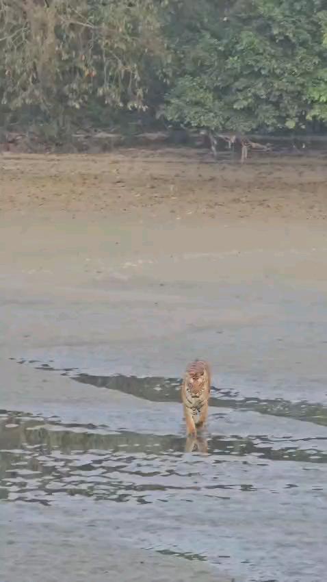 पीलीभीत  शहर में बाघ का वीडियो वायरल