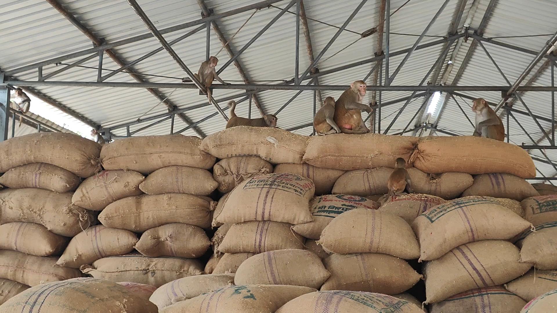 बंदरों के आतंक से मंडी व्यापारी व किसान परेशान