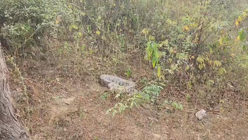 सड़क किनारे दिखा विशाल अजगर, ग्रामीणों में मचा हड़कंप
