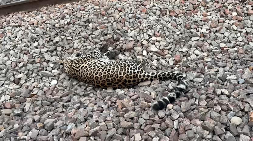 अमरोहा के गजरौला थाना क्षेत्र में ट्रेन से तेंदुआ की मौत