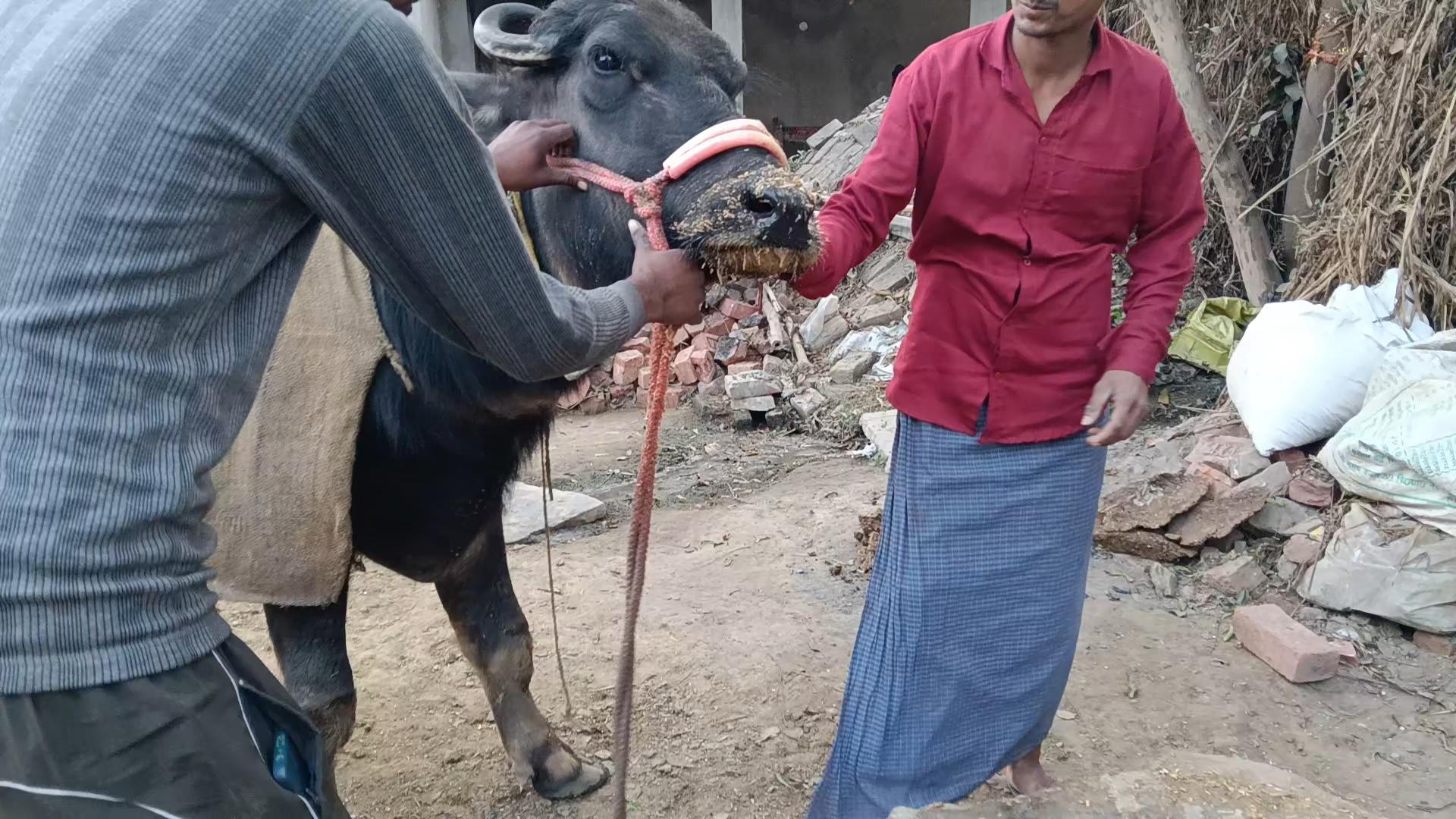 पशुओं में बढ़ती बीमारी से पशुपालक चिंतित, टीकाकरण की मांग