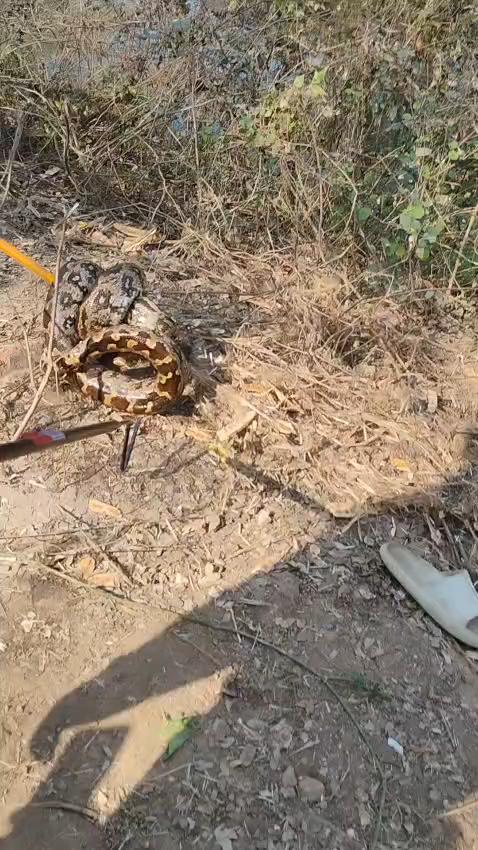 वन विभाग की टीम ने ग्रामीणो की मदद से पकड़ा अजगर, अन्य कार्यवाही में जुटी