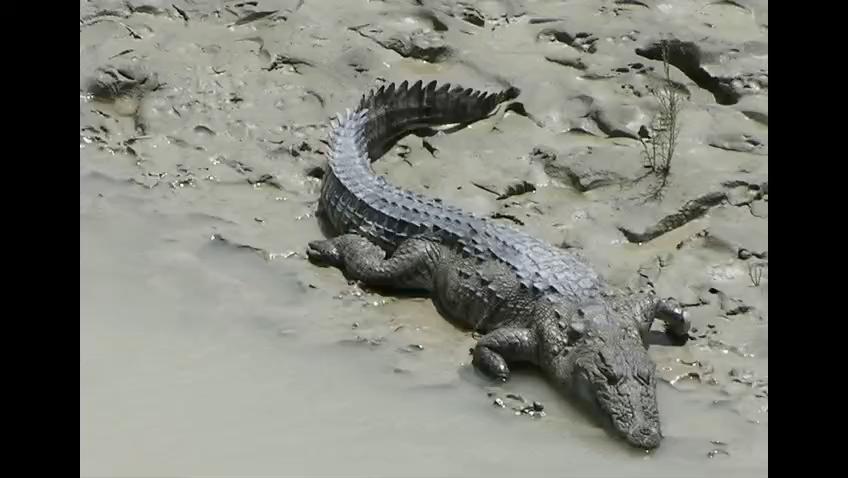 नौगढ़ के केसार गांव की बंधी में मगरमच्छ से दहशत, वन विभाग करेगा रेस्क्यू